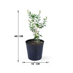 Olive Tree – 60 cm Height - Image 3