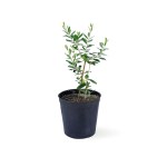 Olive Tree – 60 cm Height