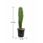 Pachycereus Pringlei – 110 cm Height - Image 3