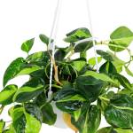 ⁦فيلوديندرون سكاندينس برازيل - وعاء معلق (60 سم)⁩ - الصورة ⁦2⁩