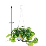 ⁦فيلوديندرون سكاندينس برازيل - وعاء معلق (60 سم)⁩ - الصورة ⁦3⁩