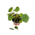 Pilea Peperomioides – 20 cm Height - Image 2