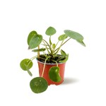 Pilea Peperomioides – 20 cm Height