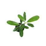 ⁦Plumeria – 45 cm Height⁩ - الصورة ⁦2⁩