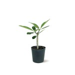 Plumeria – 45 cm Height