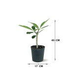 ⁦Plumeria – 45 cm Height⁩ - الصورة ⁦4⁩