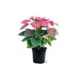 بونسيتيا – ارتفاع 50 سم