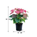 ⁦بونسيتيا – ارتفاع 50 سم⁩ - الصورة ⁦3⁩