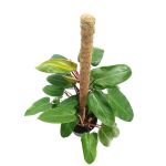 Philodendron El Choco Red – 100 cm Height - Image 2