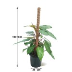 Philodendron El Choco Red – 100 cm Height - Image 3