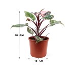 Philodendron Pink Princess – 40 cm Height - Image 3