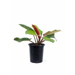 Philodendron Red Congo – 60 cm Height