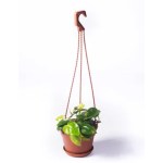 Philodendron Scandens Brasil – 16 cm Height