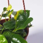 Philodendron Scandens Brasil – 16 cm Height - Image 2