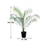 Pygmy Date Palm – 100 cm Height - Image 3