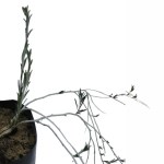 Rhanterium Epapposum (Arfaj) - Image 2