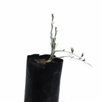 Rhanterium Epapposum (Arfaj)