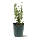 Rosemary – 60 cm Height