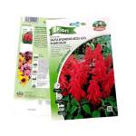 Salvia Flower Seeds