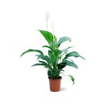 Spathiphyllum Sweet Lauretta – 90 cm Height