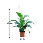 ⁦Spathiphyllum Sweet Lauretta – 90 cm Height⁩ - الصورة ⁦3⁩