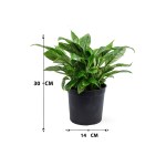 ⁦Spathiphyllum Variegated – 30 cm Height⁩ - الصورة ⁦3⁩