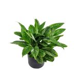 ⁦Spathiphyllum Variegated – 30 cm Height⁩ - الصورة ⁦2⁩