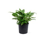 Spathiphyllum Variegated – 30 cm Height