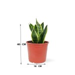 Sansevieria – 40 cm Height - Image 3