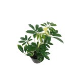 ⁦شيفليرا جولد – ارتفاع 35 سم⁩ - الصورة ⁦2⁩