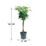 Schefflera Nora – 120 cm Height - Image 3
