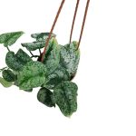 Silver Satin Pothos – 40 cm Height - Image 2