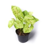 Syngonium Green – 40 cm Height