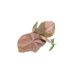 Syngonium Pink – 30 cm Height - Image 3