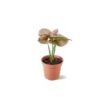 Syngonium Pink – 30 cm Height