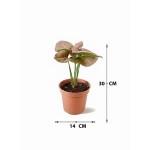 Syngonium Pink – 30 cm Height - Image 4