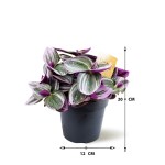 Calathea Roseopicta – 40 cm Height - Image 3