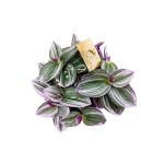 Calathea Roseopicta – 40 cm Height - Image 2