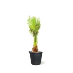 Washingtonia – 60 cm Height