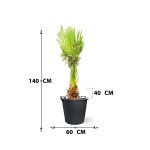 Washingtonia – 60 cm Height - Image 3