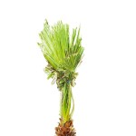 Washingtonia – 60 cm Height - Image 2