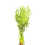 Washingtonia – 60 cm Height - Image 2