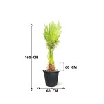 Washingtonia – 60 cm Height - Image 3