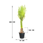 Washingtonia – 100 cm Height - Image 3