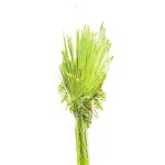 Washingtonia – 100 cm Height - Image 2