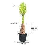 Washingtonia – 150 cm Height - Image 3