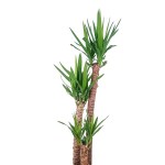 Yucca – 120 cm Height - Image 2