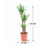 Yucca – 120 cm Height - Image 3