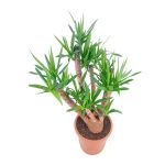 Yucca – 90 cm Height - Image 3