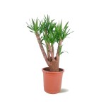 Yucca – 90 cm Height